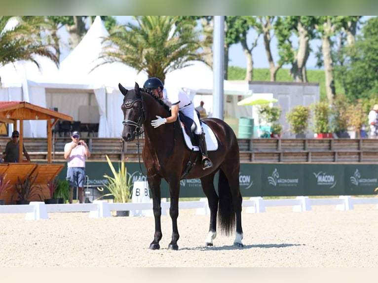 Hannoveriano Caballo castrado 4 años Negro in Les Echelles