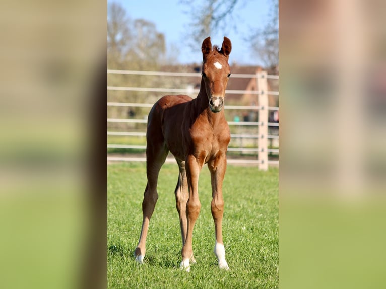 Hannoveriano Caballo castrado 5 años 160 cm Alazán in Müden (Aller)