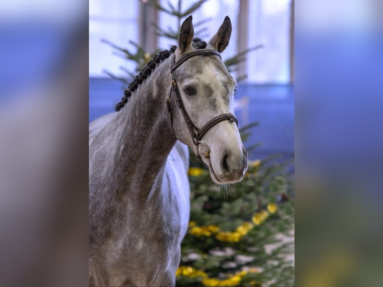 Hannoveriano Caballo castrado 5 años 161 cm Tordo rodado in Diepholz