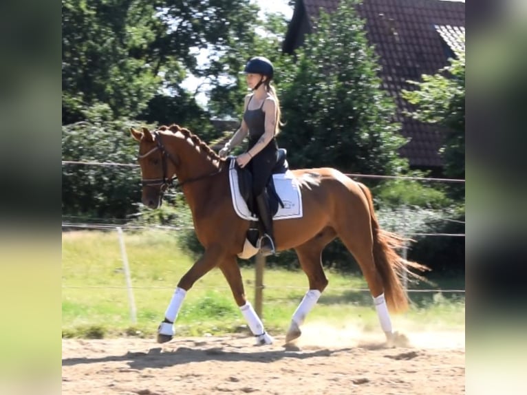 Hannoveriano Caballo castrado 5 años 162 cm Alazán in Fredenbeck