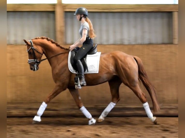 Hannoveriano Caballo castrado 5 años 162 cm Alazán in Fredenbeck