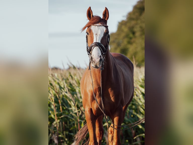 Hannoveriano Caballo castrado 5 años 162 cm Alazán in Burweg