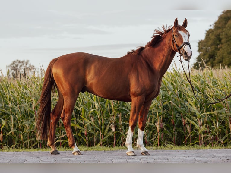 Hannoveriano Caballo castrado 5 años 162 cm Alazán in Burweg