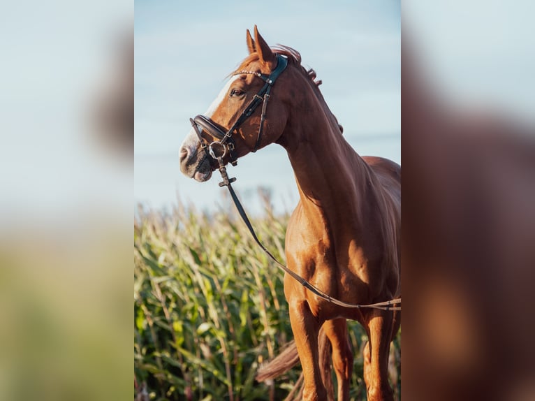 Hannoveriano Caballo castrado 5 años 162 cm Alazán in Burweg