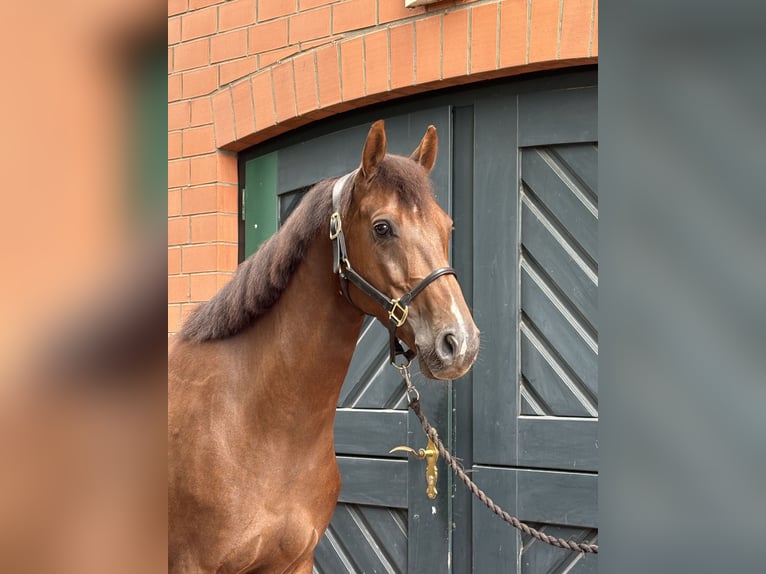 Hannoveriano Caballo castrado 5 años 162 cm Alazán-tostado in Stolzenau