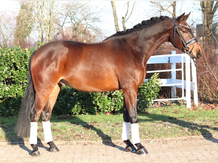 Hannoveriano Caballo castrado 5 años 162 cm Castaño in Selsingen