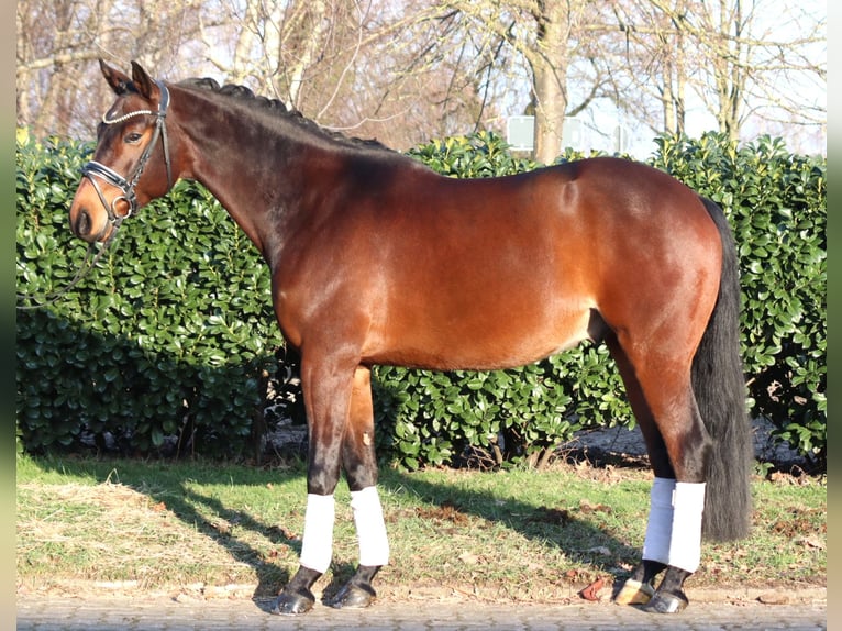 Hannoveriano Caballo castrado 5 años 162 cm Castaño in Selsingen