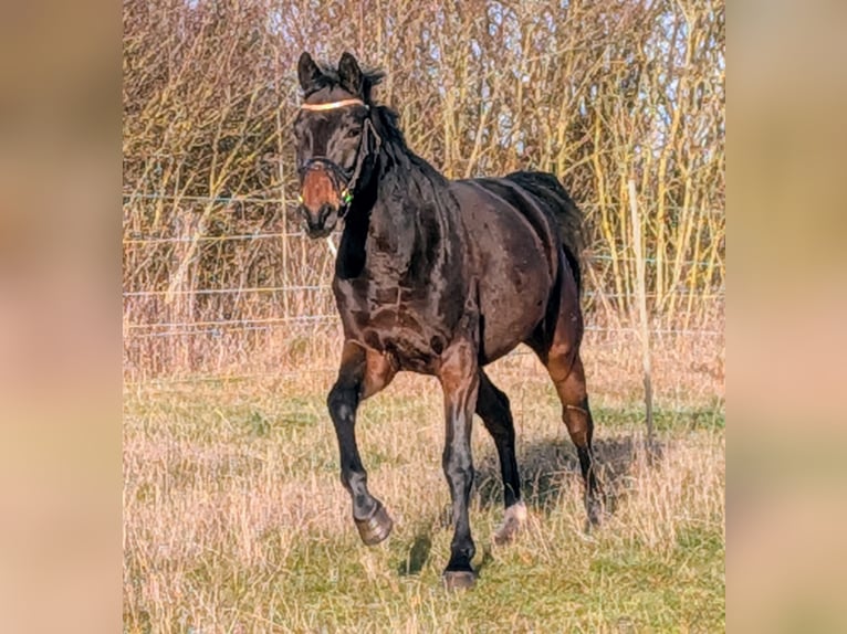 Hannoveriano Caballo castrado 5 años 162 cm Castaño oscuro in WaldeckWaldeck