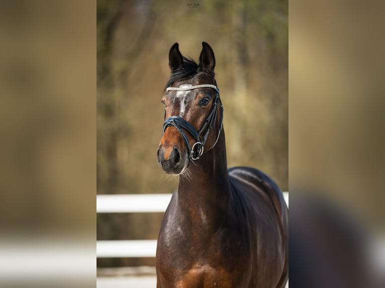 Hannoveriano Caballo castrado 5 años 162 cm Castaño rojizo in Barłomino