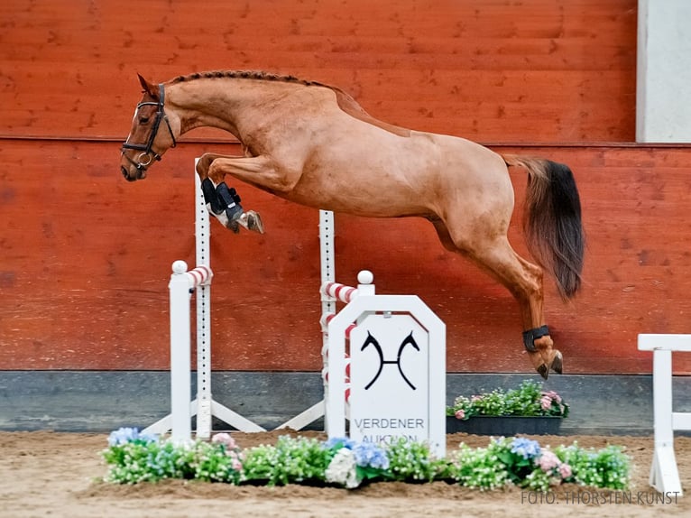 Hannoveriano Caballo castrado 5 años 163 cm Alazán in Verden