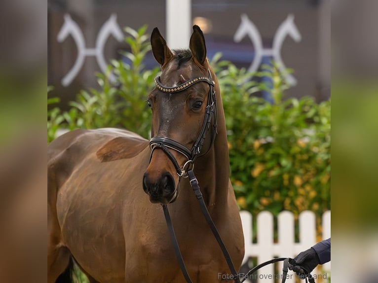 Hannoveriano Caballo castrado 5 años 163 cm Castaño in Verden