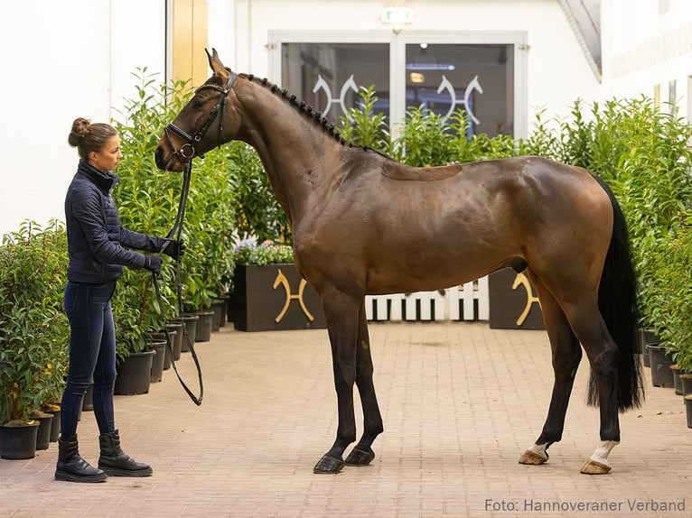 Hannoveriano Caballo castrado 5 años 163 cm Castaño in Verden