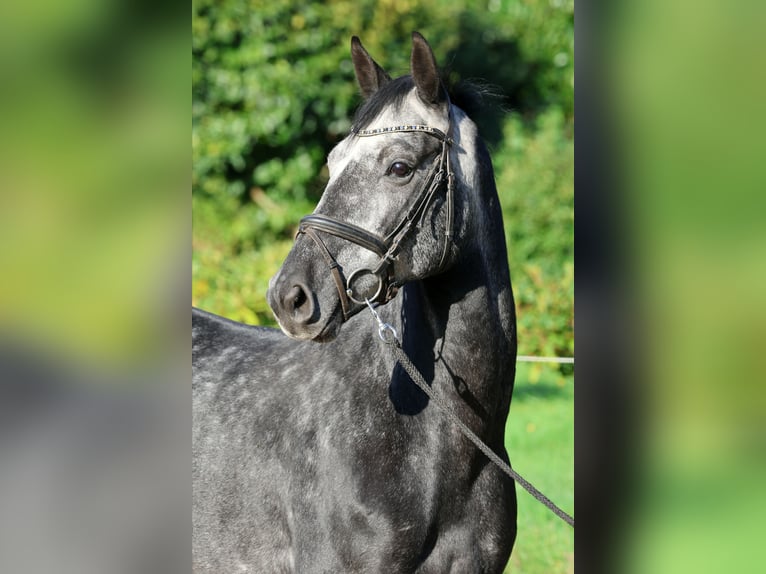Hannoveriano Caballo castrado 5 años 163 cm Tordo in Kutenholz