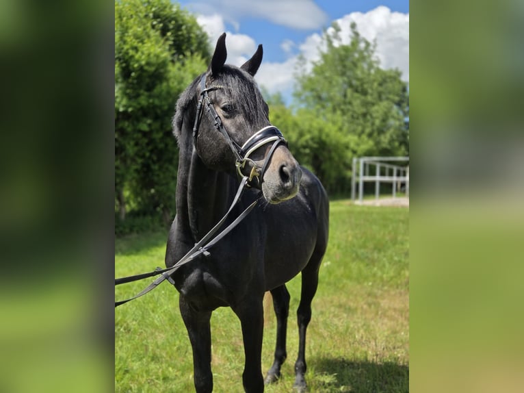 Hannoveriano Caballo castrado 5 años 163 cm Tordo in Magdeburg
