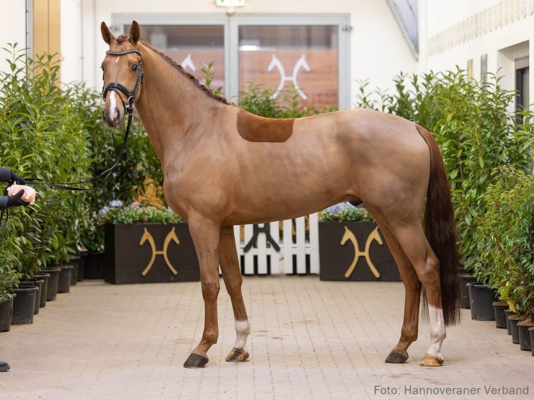 Hannoveriano Caballo castrado 5 años 164 cm Alazán in Verden