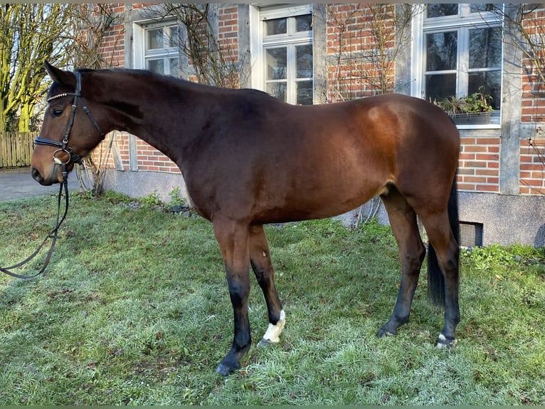 Hannoveriano Caballo castrado 5 años 164 cm Castaño in Dorsten