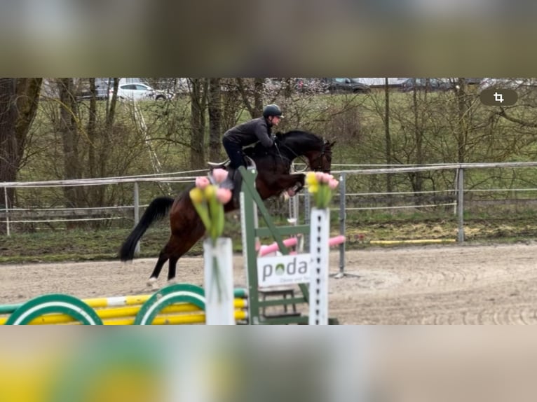 Hannoveriano Caballo castrado 5 años 164 cm Castaño in Bischofsheim
