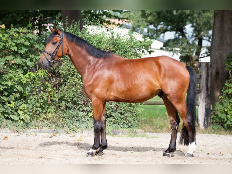 Hannoveriano Caballo castrado 5 años 164 cm Castaño in Geestland