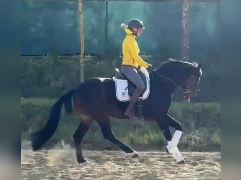 Hannoveriano Caballo castrado 5 años 164 cm Castaño in Murrhardt