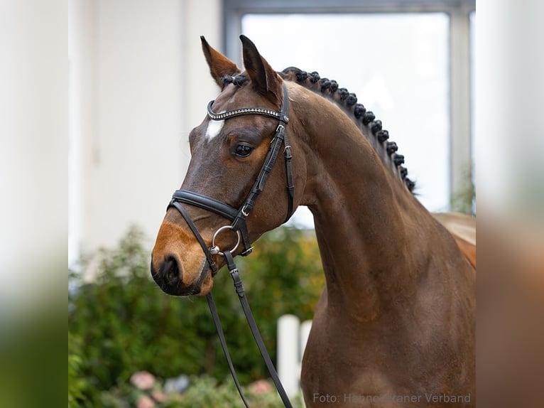 Hannoveriano Caballo castrado 5 años 164 cm Castaño in Verden