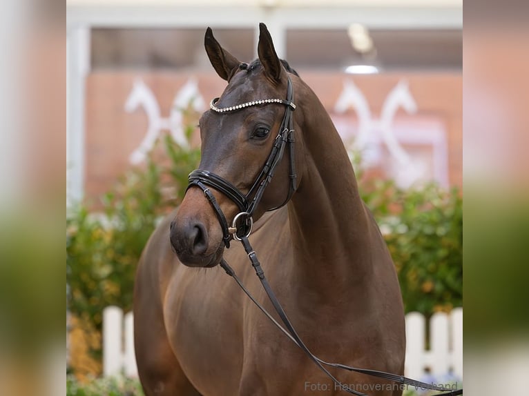 Hannoveriano Caballo castrado 5 años 164 cm Castaño oscuro in Verden