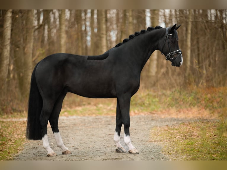 Hannoveriano Caballo castrado 5 años 164 cm Negro in Wehringen