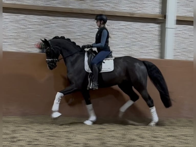 Hannoveriano Caballo castrado 5 años 164 cm Negro in Wehringen