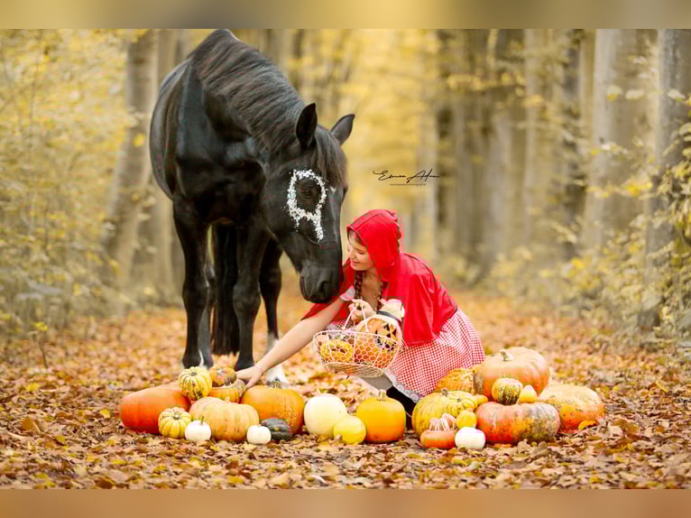 Hannoveriano Caballo castrado 5 años 164 cm Negro in D&#xF6;rpen