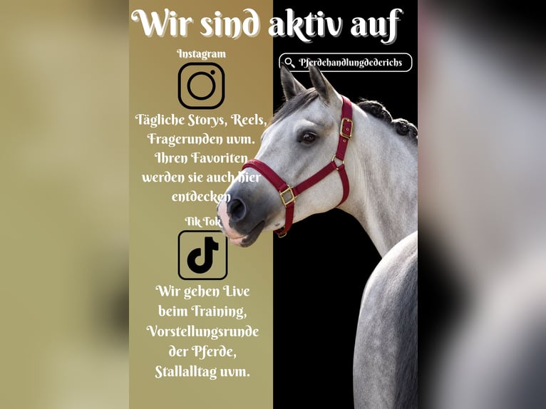 Hannoveriano Caballo castrado 5 años 164 cm Tordillo negro in Nettersheim