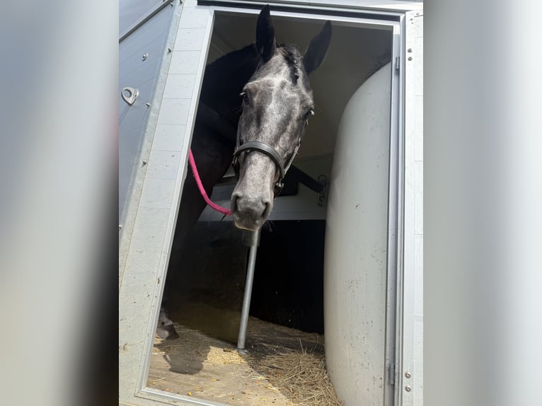 Hannoveriano Caballo castrado 5 años 164 cm Tordillo negro in Diepenau