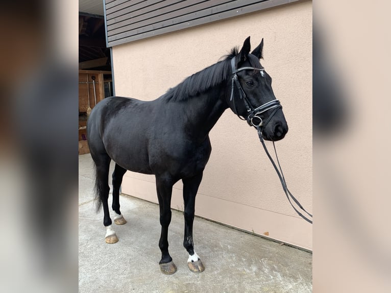 Hannoveriano Caballo castrado 5 años 165 cm Alazán in Weil