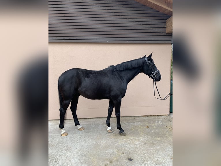 Hannoveriano Caballo castrado 5 años 165 cm Alazán in Weil