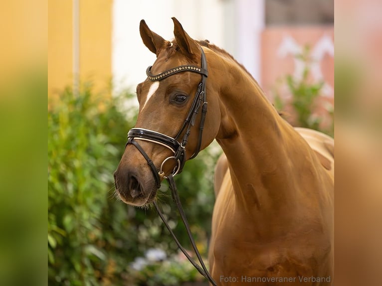 Hannoveriano Caballo castrado 5 años 165 cm Alazán in Verden
