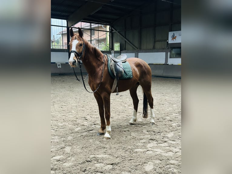 Hannoveriano Caballo castrado 5 años 165 cm Alazán in Espenau