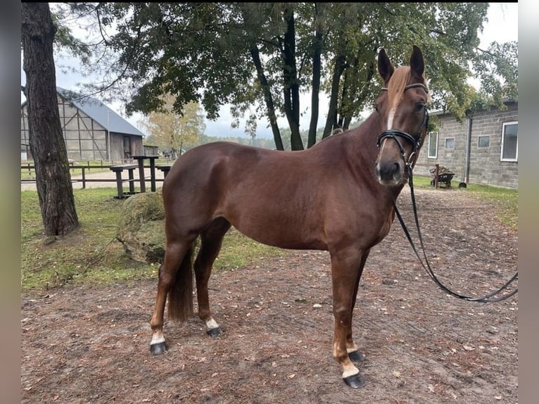 Hannoveriano Caballo castrado 5 años 165 cm Alazán-tostado in Hanstedt