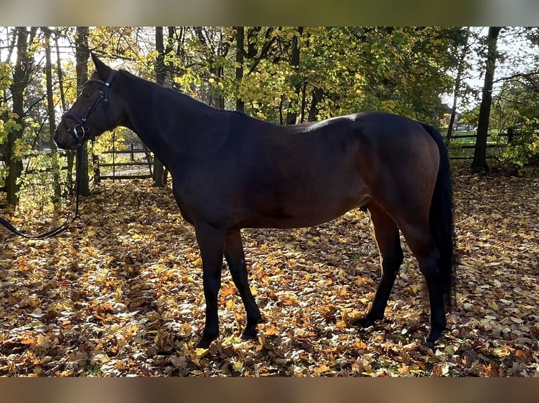 Hannoveriano Caballo castrado 5 años 165 cm Castaño in Nienburg (Weser)