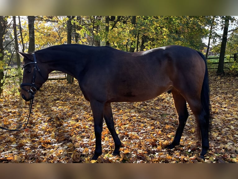 Hannoveriano Caballo castrado 5 años 165 cm Castaño in Nienburg (Weser)