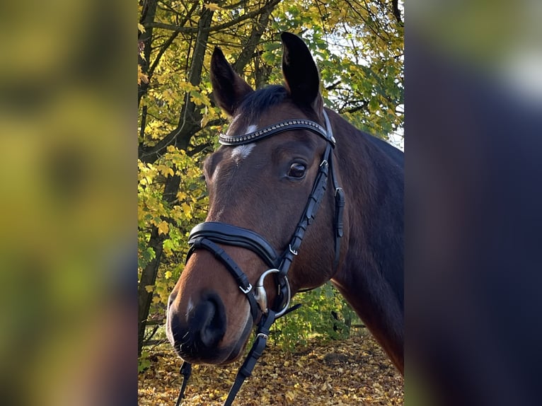 Hannoveriano Caballo castrado 5 años 165 cm Castaño in Nienburg (Weser)