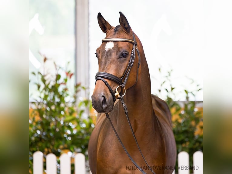 Hannoveriano Caballo castrado 5 años 165 cm Castaño in Verden