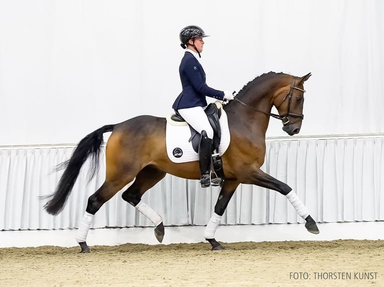 Hannoveriano Caballo castrado 5 años 165 cm Castaño in Verden