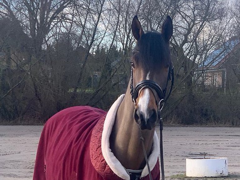 Hannoveriano Caballo castrado 5 años 165 cm Castaño in Verden (Aller)