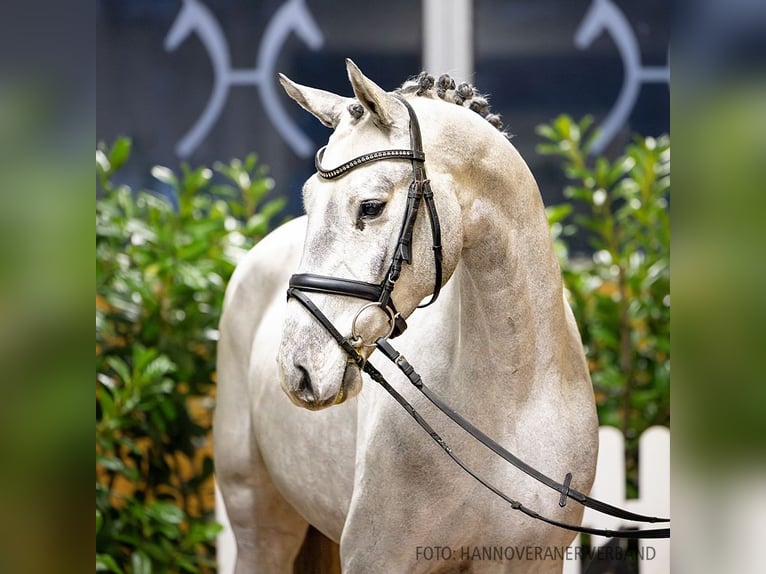 Hannoveriano Caballo castrado 5 años 165 cm Castaño in Verden