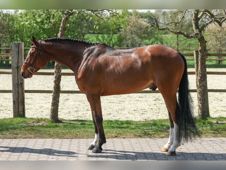 Hannoveriano Caballo castrado 5 años 165 cm Castaño in Lastrup