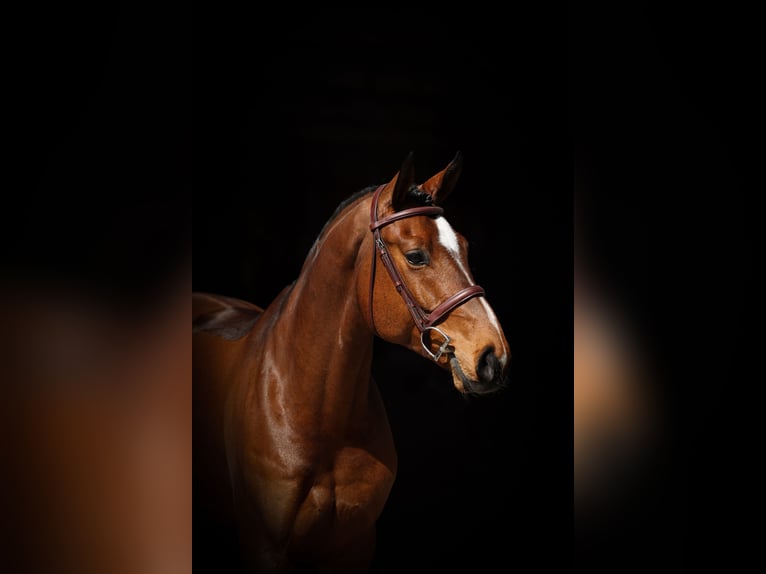 Hannoveriano Caballo castrado 5 años 165 cm Castaño in Lastrup