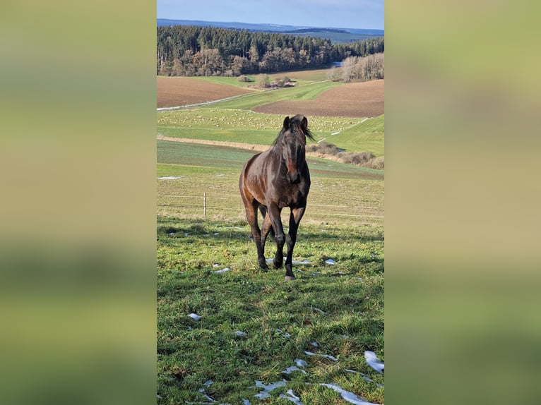 Hannoveriano Caballo castrado 5 años 165 cm Castaño oscuro in Bad D&#xFC;rrheim