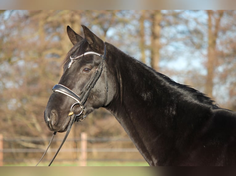 Hannoveriano Caballo castrado 5 años 165 cm Negro in Adelheidsdorf