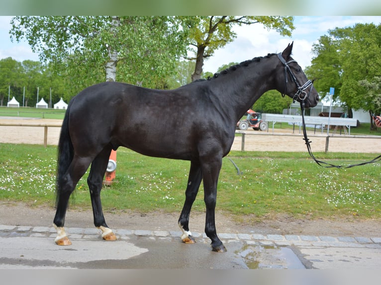 Hannoveriano Caballo castrado 5 años 165 cm Negro in Weil