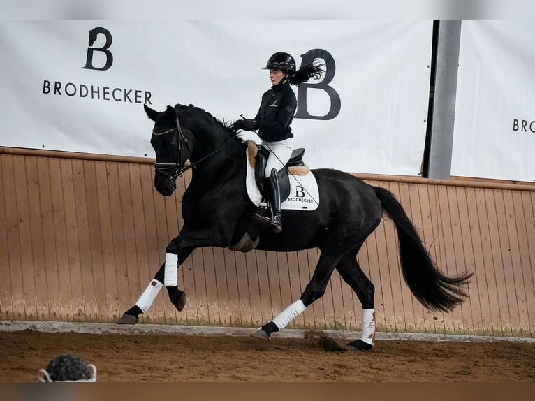 Hannoveriano Caballo castrado 5 años 165 cm Negro in Riedstadt