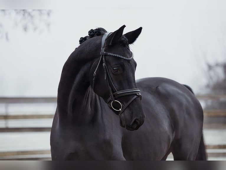 Hannoveriano Caballo castrado 5 años 165 cm Negro in Riedstadt