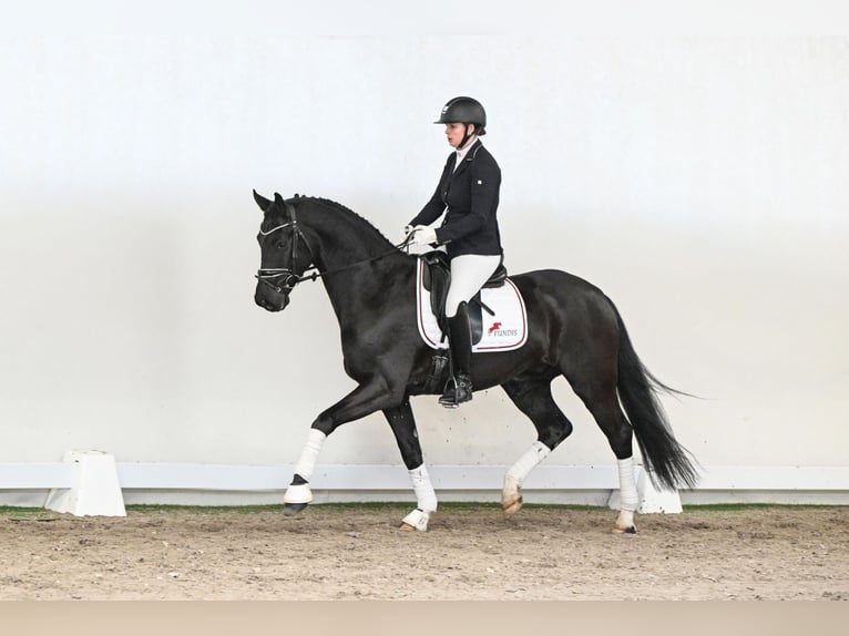 Hannoveriano Caballo castrado 5 años 165 cm Negro in Saerbeck